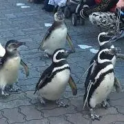 みーこっちの画像