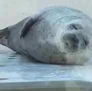 あい