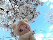 さかなの画像