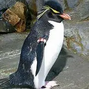 けびん