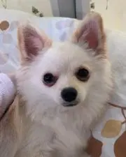 ゆんまるの画像