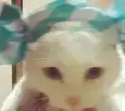 三つ葉☘の画像