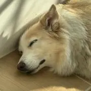 バーボンの画像