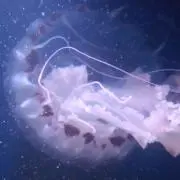 海月（:]ミ