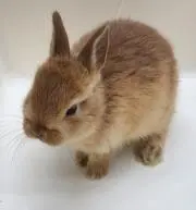 ぱら