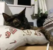みけこの画像