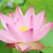 タムタム