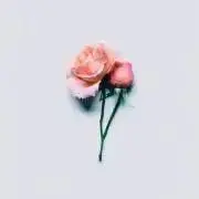 y.の画像