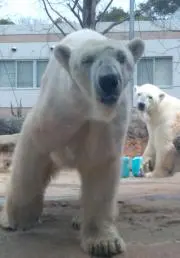 トコトコ♂の画像