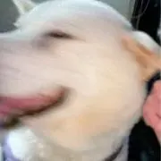 もどきの画像