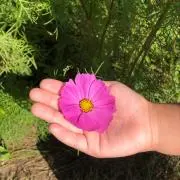 いのとまりはの画像