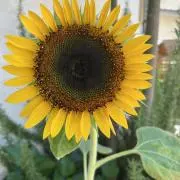 サクラんぼ
