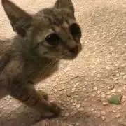 タマネギの画像