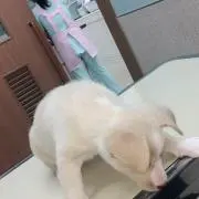 Saku