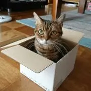 あすか★の画像