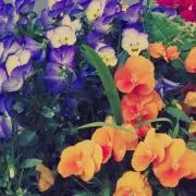 えりの画像