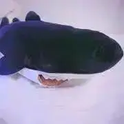 sameの画像