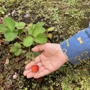 ミズタマの画像