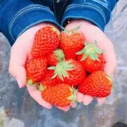まきの画像