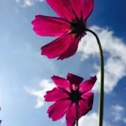 akiの画像