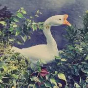 がちょまるの画像