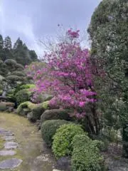 サリーの画像