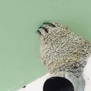 鰰