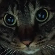 コテツの画像