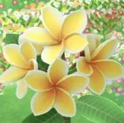 プルメリアの画像