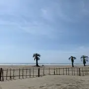 K茶の画像