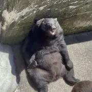 プーさん