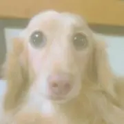 ミイー