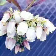 奈花の画像