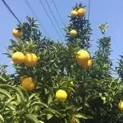 じゃむねこの画像
