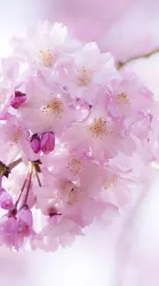 sakura.aの画像