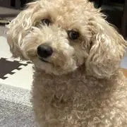 ゆひーたわんの画像