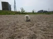 ごりラッパの画像