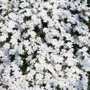 runa.の画像