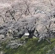 KTYの画像