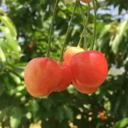 ちい。の画像