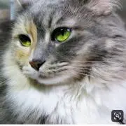 ねこもの画像