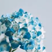 Image of さとこ