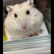 ハイッ！の画像