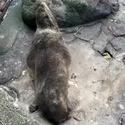 ミツヒラの画像