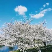 とみーとの画像