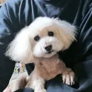 ひろ☆クラシックCD/本/雑貨の画像
