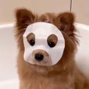 ハルの画像
