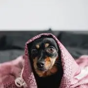 あみかの画像
