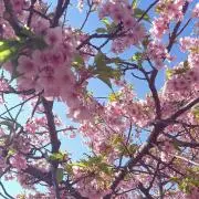 かしわもちの画像
