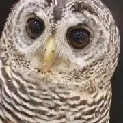 ほーちゃんの画像